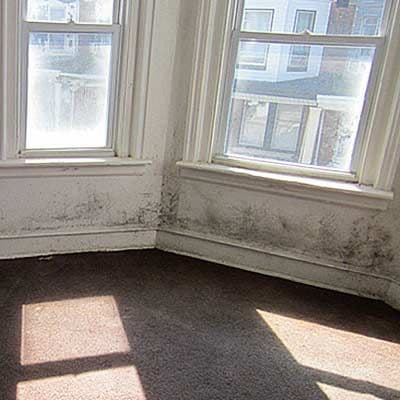 Black Mold Everywhere!