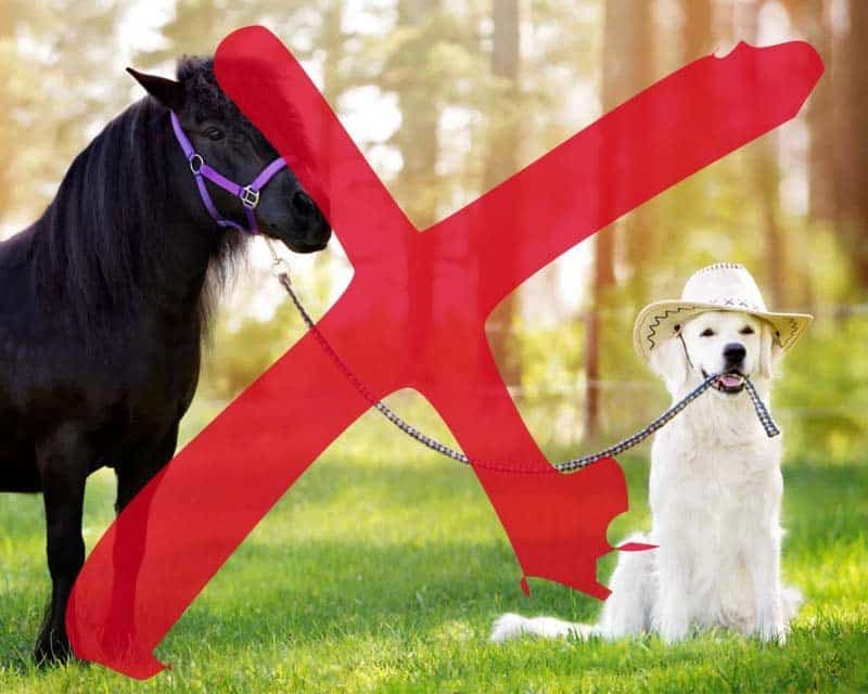 No Dog-and-Pony Shows